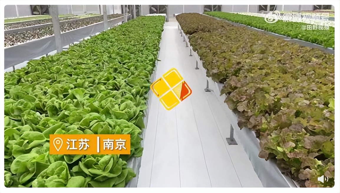 自然光型植物工廠