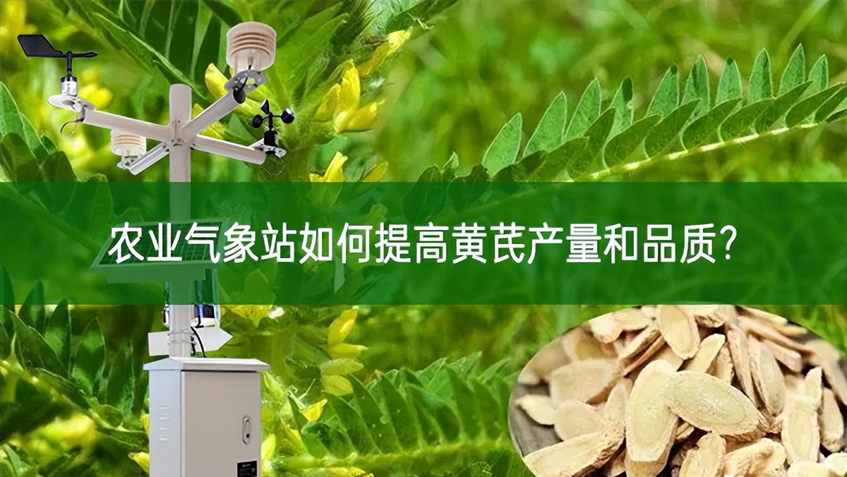 農(nóng)業(yè)氣象站如何提高黃芪產(chǎn)量和品質(zhì)?