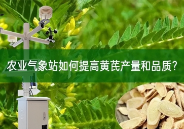 農(nóng)業(yè)氣象站如何提高黃芪產(chǎn)量和品質(zhì)？